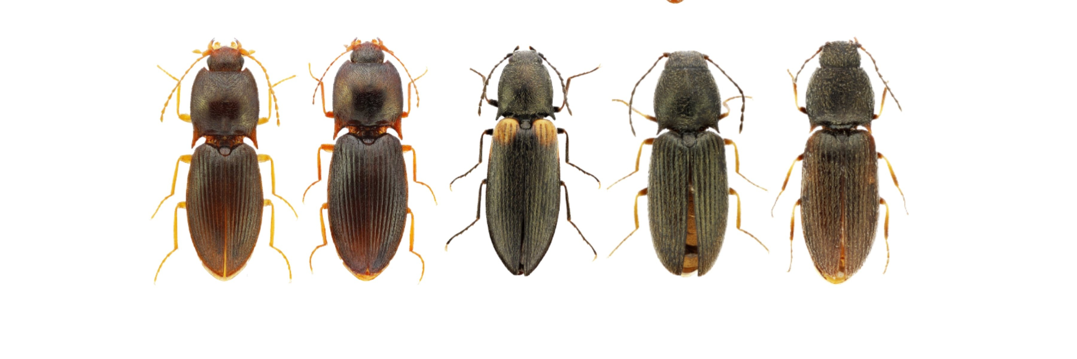 Шакира порно онлайн көру Ақымақ қызбен оңай анальный секс