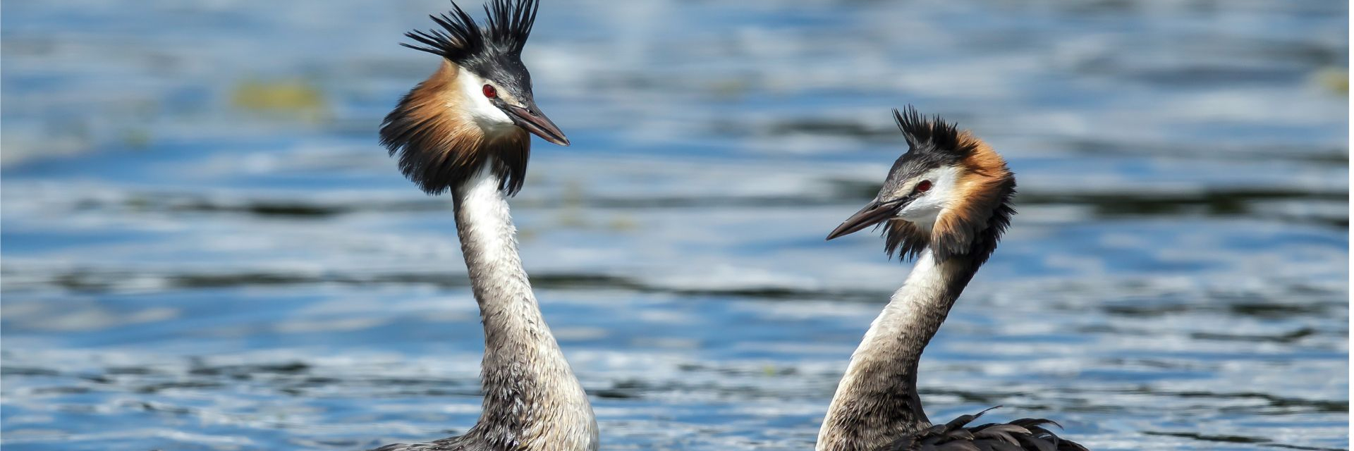 Анна Белл порно