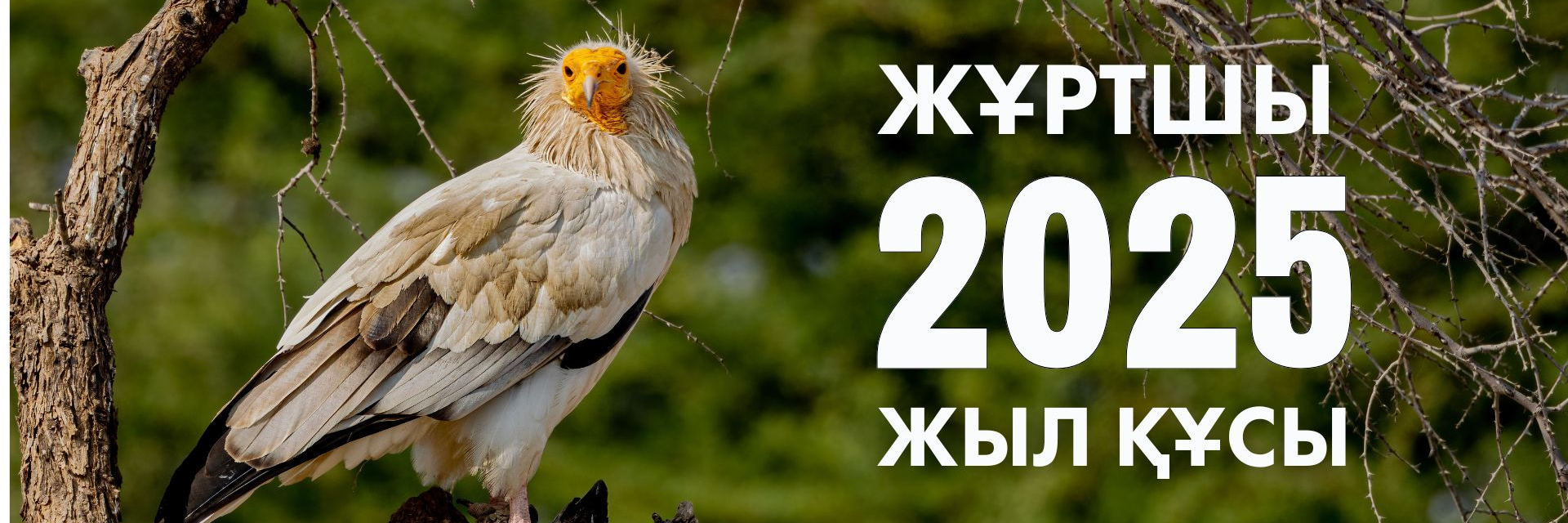 Транс ханым секс Мәскеу