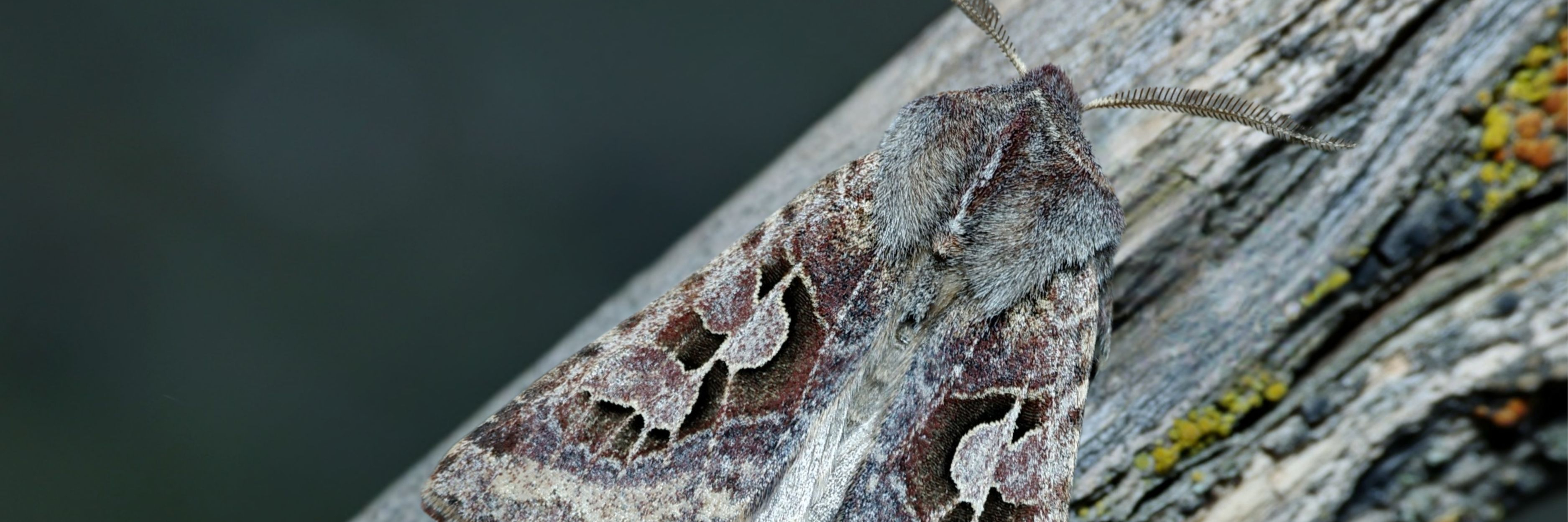Оксана Федорованың порно сеансы Кунилингус пен фистингті қараңыз