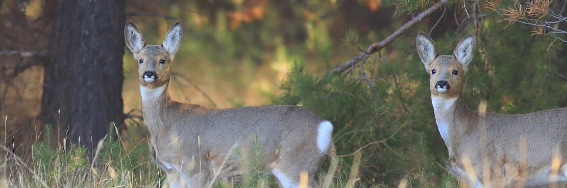 Орыс әйелдерінің үйдегі бейнелерін қараңыз