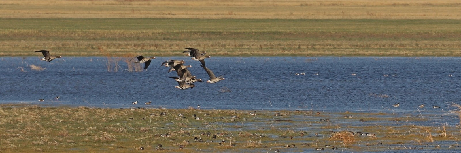 Анжелика топтық ұрыс алады (порно)