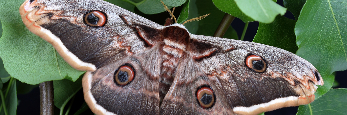 Сатурнии — бабочки с «глазами» на крыльях