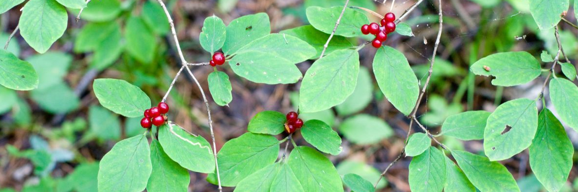 съедобные и несъедобные ягоды. растение вороний волчье лыко. ядовитые ягоды для детей. ядовитые ягоды 2 класс. ядовитые ягоды лесные бузина.