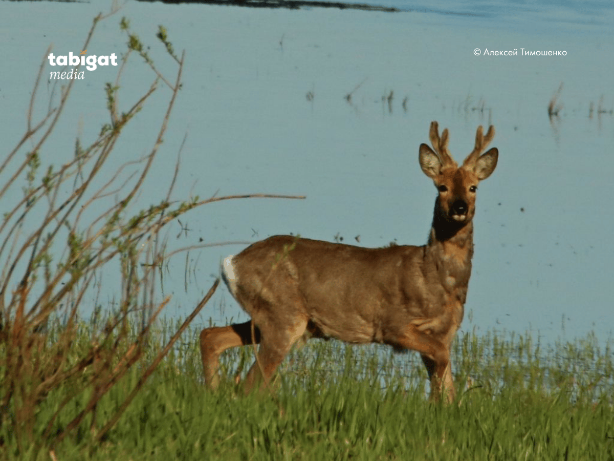 Жігіттің жыныс мүшесін кеудесімен сипады Әйелдердің эротикалық қуыршақтары