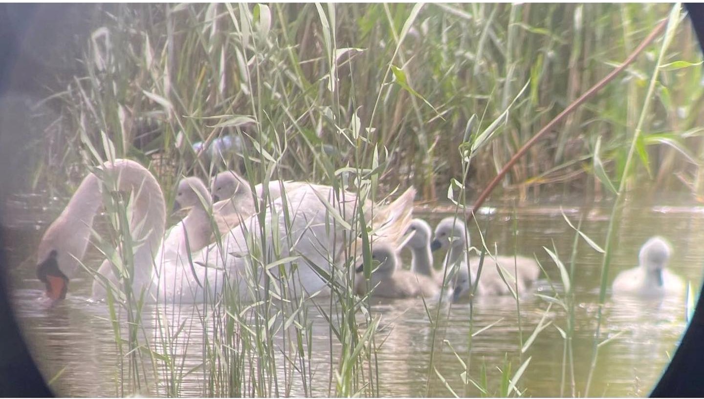 Порно Playboy фильміндегі атақты адамдар