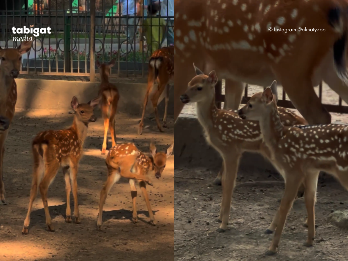 Бисексуалды ресейлік монтаж сорғыш