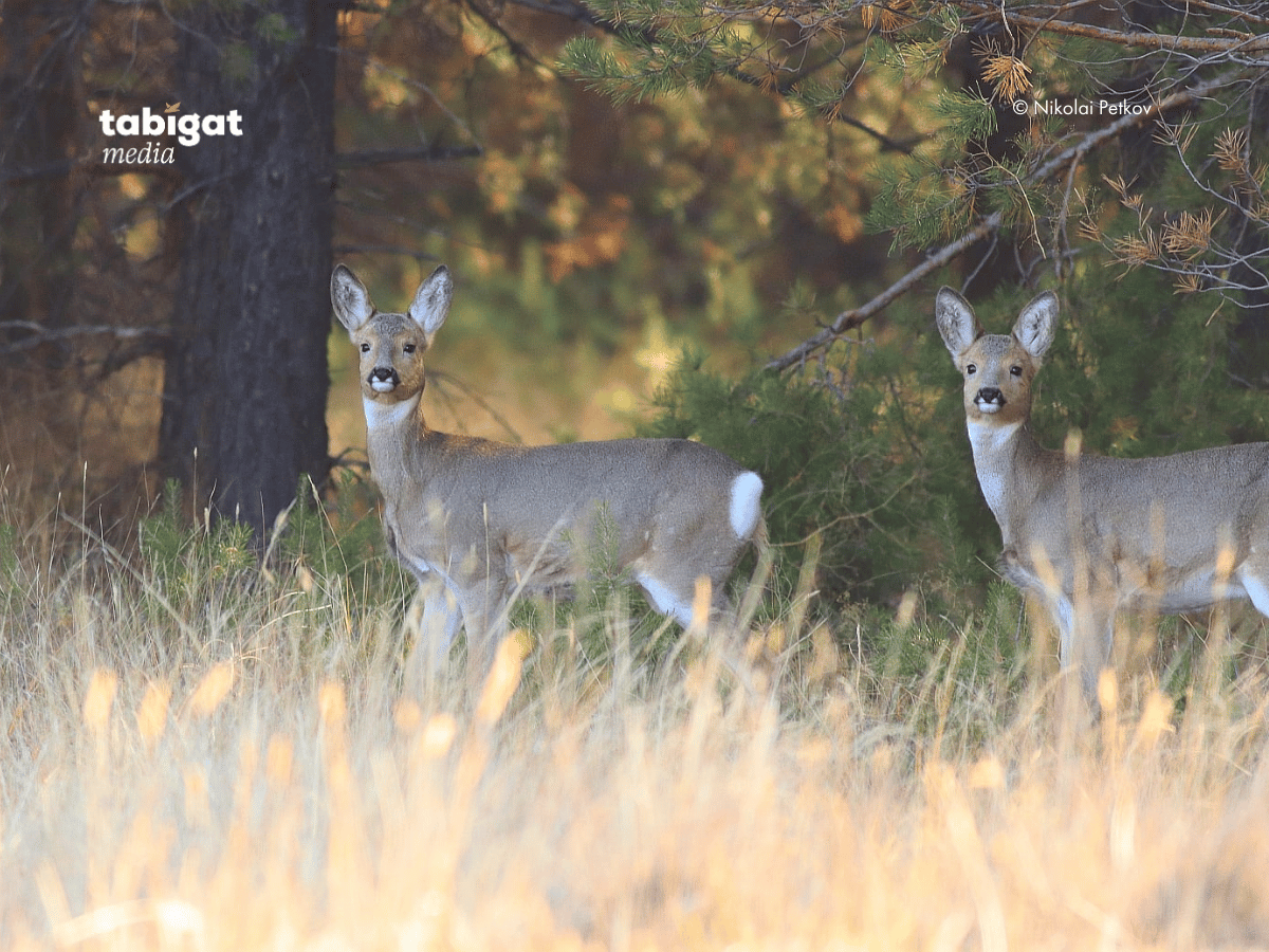 Негр гигант сиқы Уролог пен сексологтың қызметтері