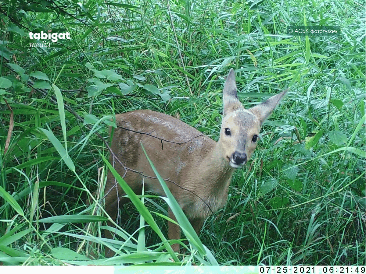 Әдемі жалаңаш ұйықтап жатқан қыздар