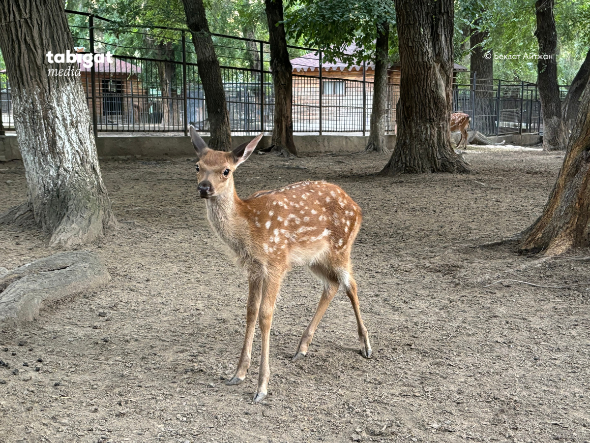 Тай массажы секс видео онлайн
