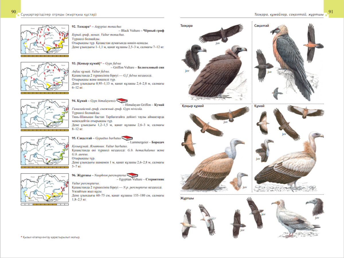 Жетілген тәтелер, кеңселік секс және порно