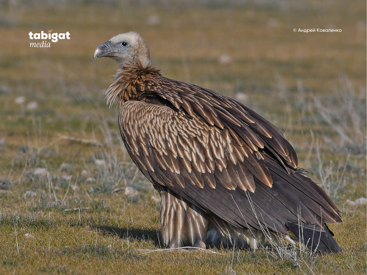 Шұлықтағы жас аналармен жыныстық қатынас