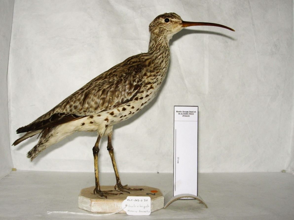 Секс мультфильмі: Ересек ханшайым