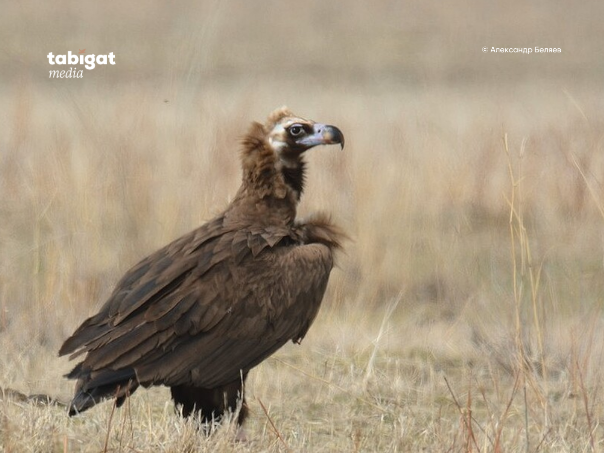 Тәтемнің аяғы ұзын және үлкен есегі