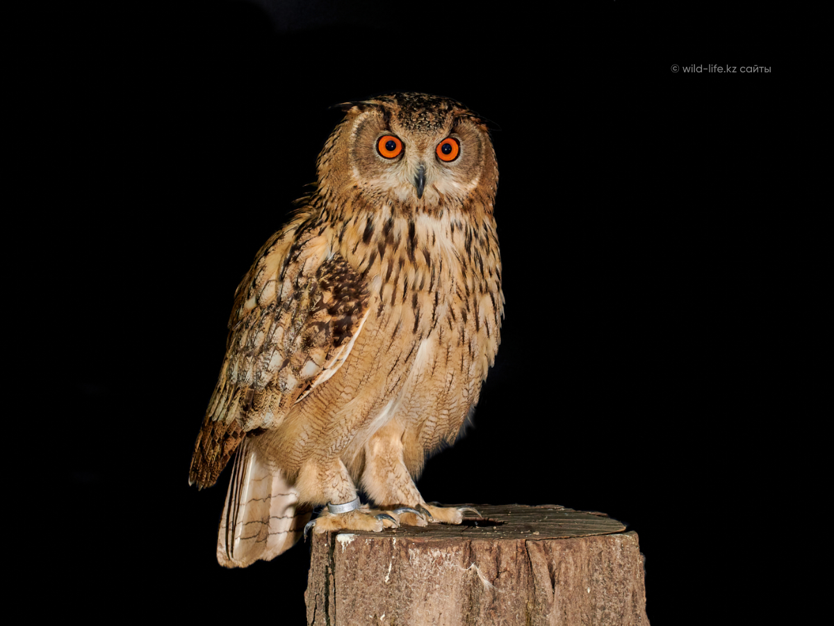 Өте толық әйелдердің суреттері Алсу Сафина порно видео
