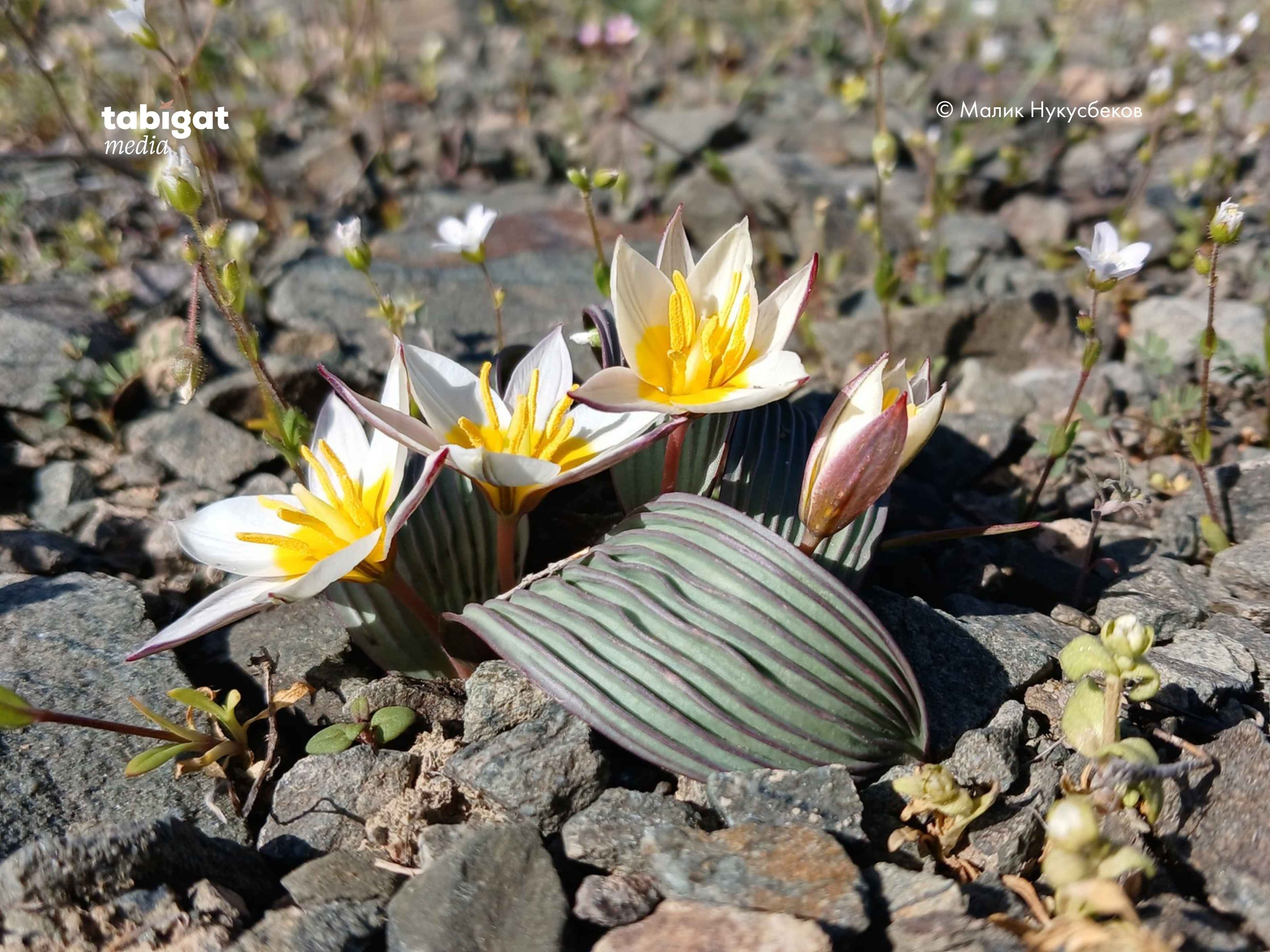 Порно секс қақпақтары дәретханада