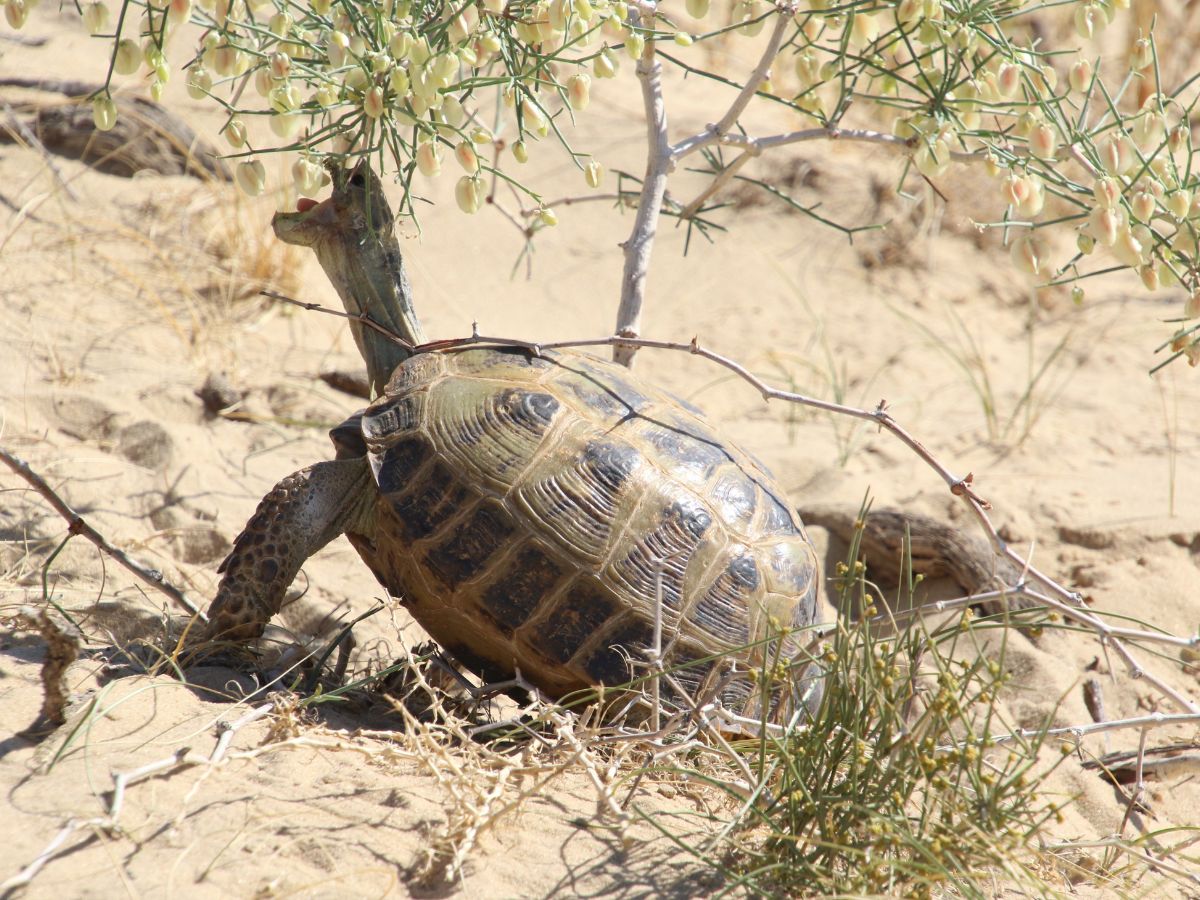 Первая черепаха. Testudo (agrionemys) horsfieldii. Змея среди черепах. Позвоночные. Картинка змея среди черепах ответ.